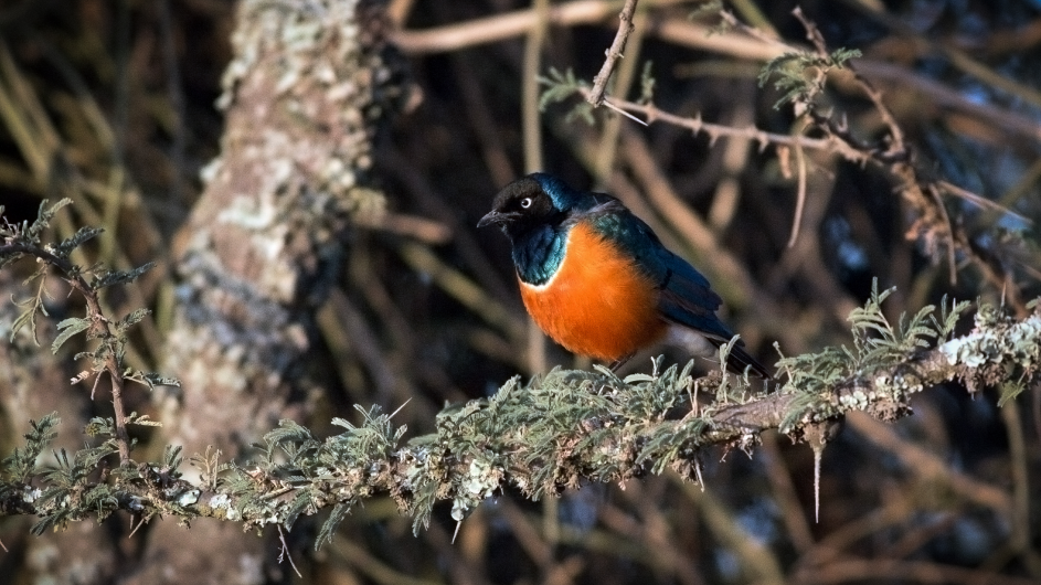 You can’t tell the male superb starlings from the female one by looking at them—both sexes have shimmering, iridescent plumage. Photo by Shailee Shah. superb starling in a tree in Kenya. (Shailee Shah)