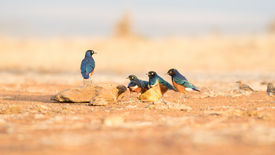 When parent superb starlings experienced heavy rainfall, male chicks were more likely to disperse as adults. In contrast, when parents experienced dry, unfavorable conditions, males were more likely to stay. Photo by Andy Johnson. Superb starlings in dry conditions (Image: Andy Johnson)