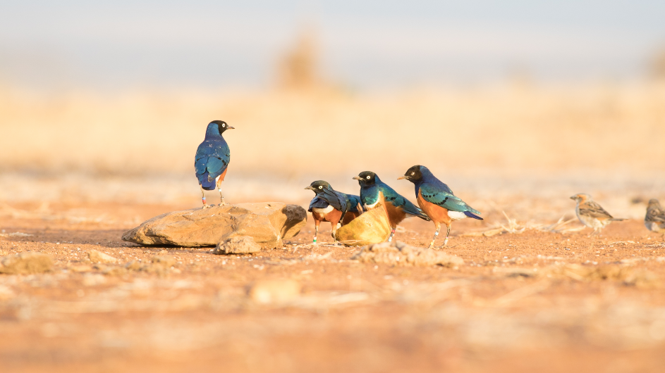 Superb starlings in dry conditions (Image: Andy Johnson)