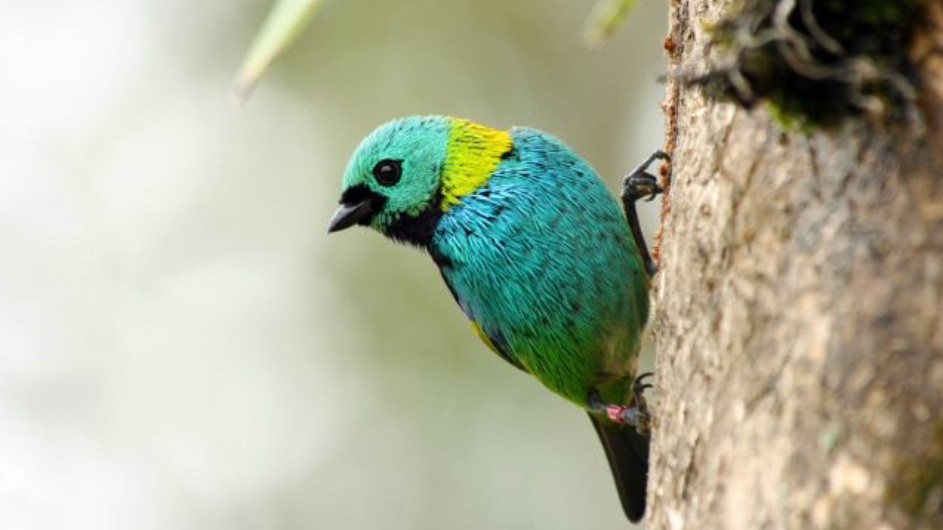 The threatened Brazilian Atlantic Forest is one of the most biodiverse places on the planet. It is home to some 2,200 species of mammals, birds, reptiles and amphibians, many of them endemic to the region, such as this green-headed tanager. (Pedro Piffer) green headed tanager native to Brazil