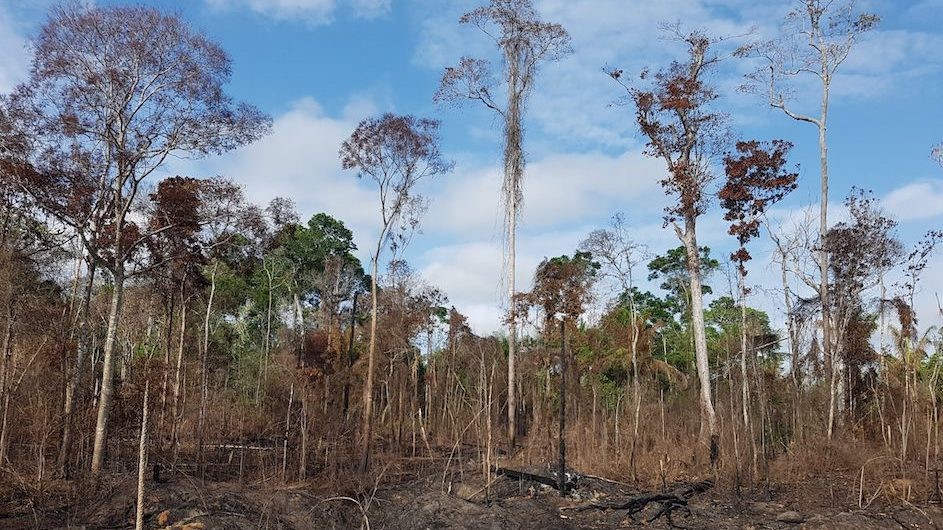 A logged and burned section of the Brazilian rain forest. (Credit: Erika Berenguer)