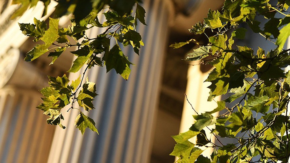 Greenery against the backdrop of Low Library's columns. 
