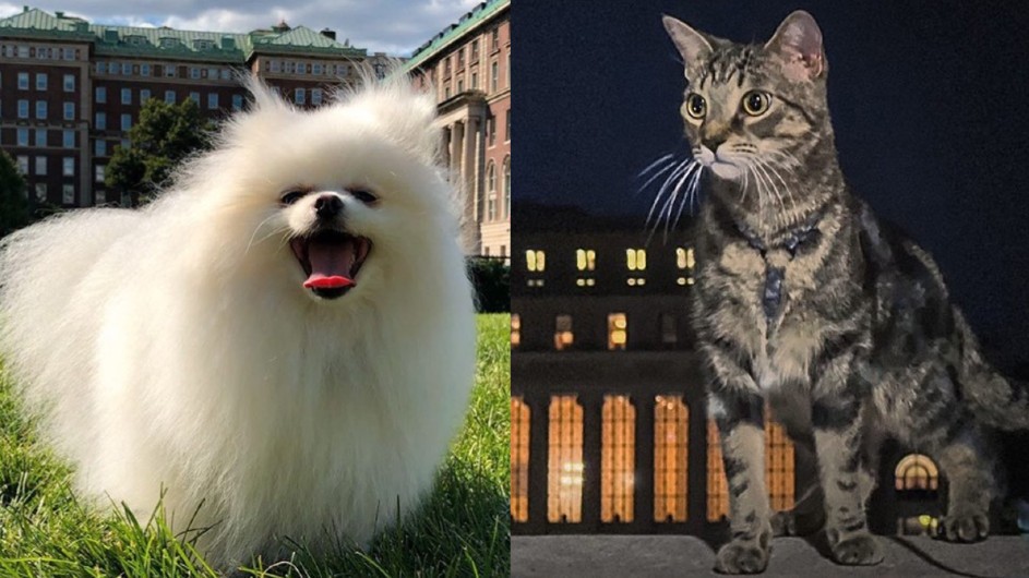 Collage of a white Pomeranian smiling on a sunny day on South Lawn and a gray tabby cat posing in front of Butler Library at night.