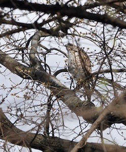 A red-tailed hawk close to the Columbia campus.