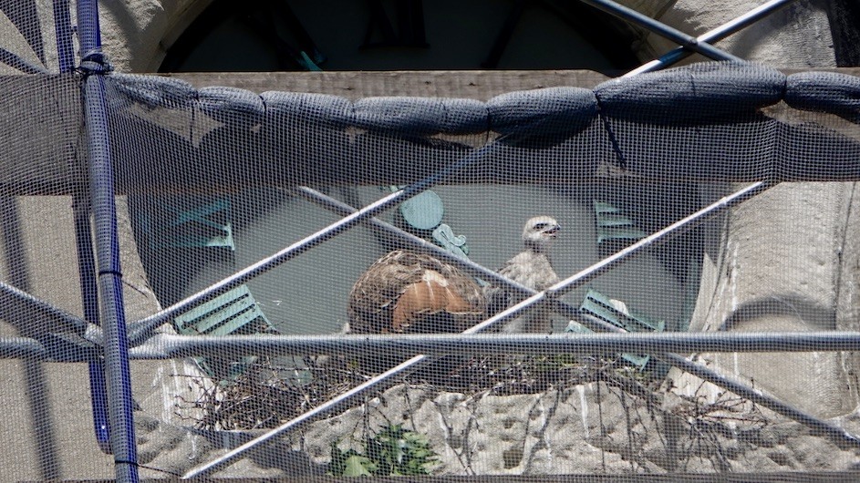 A newborn baby hawk on the clock at Havermeyer Hall. (Photo credit: Joseph Goddu) A newborn baby hawk on the clock at Havermeyer Hall.