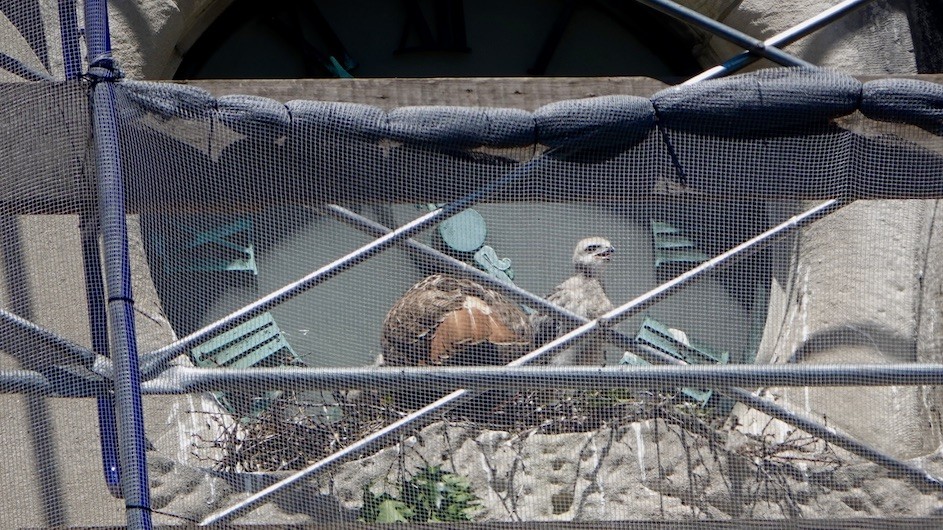 A newborn baby hawk on the clock at Havermeyer Hall.