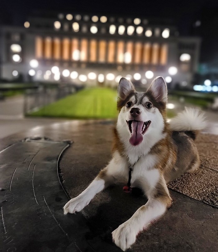 Boba, a dog, poses in front of Butler Library at night.