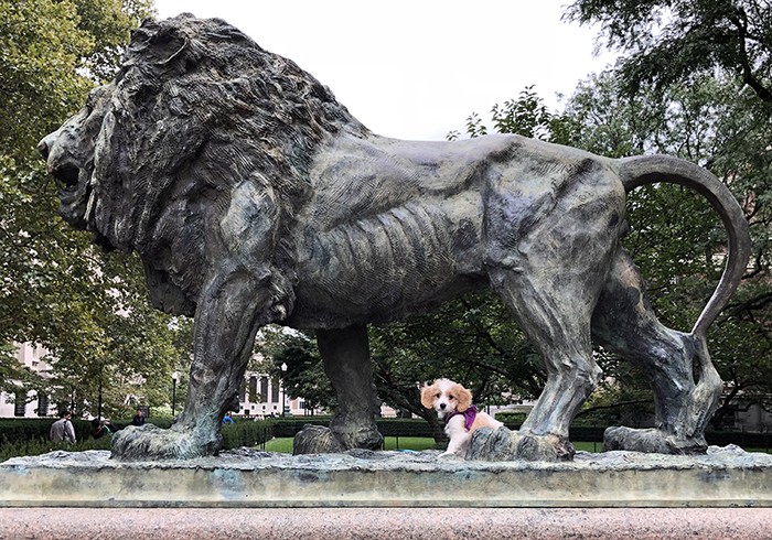A small dog sits under the Scholars' Lion statue. 