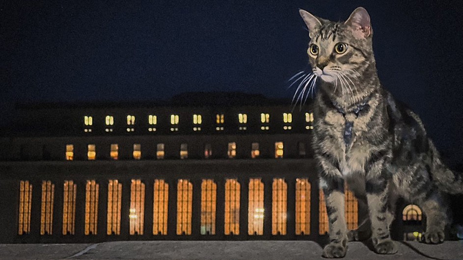 A cat stands on the ledge at night in front of Butler Library.