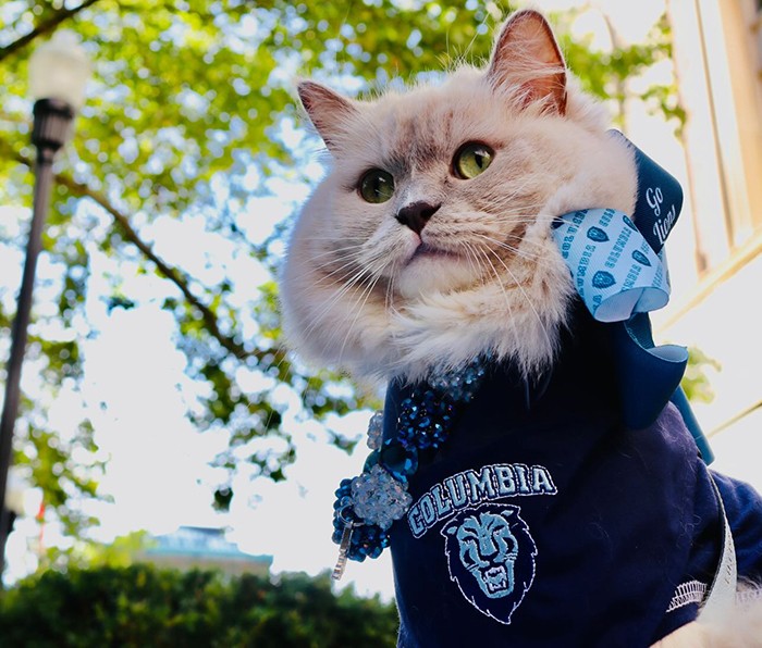 Lovelydoll cat in a Columbia bow tie. 