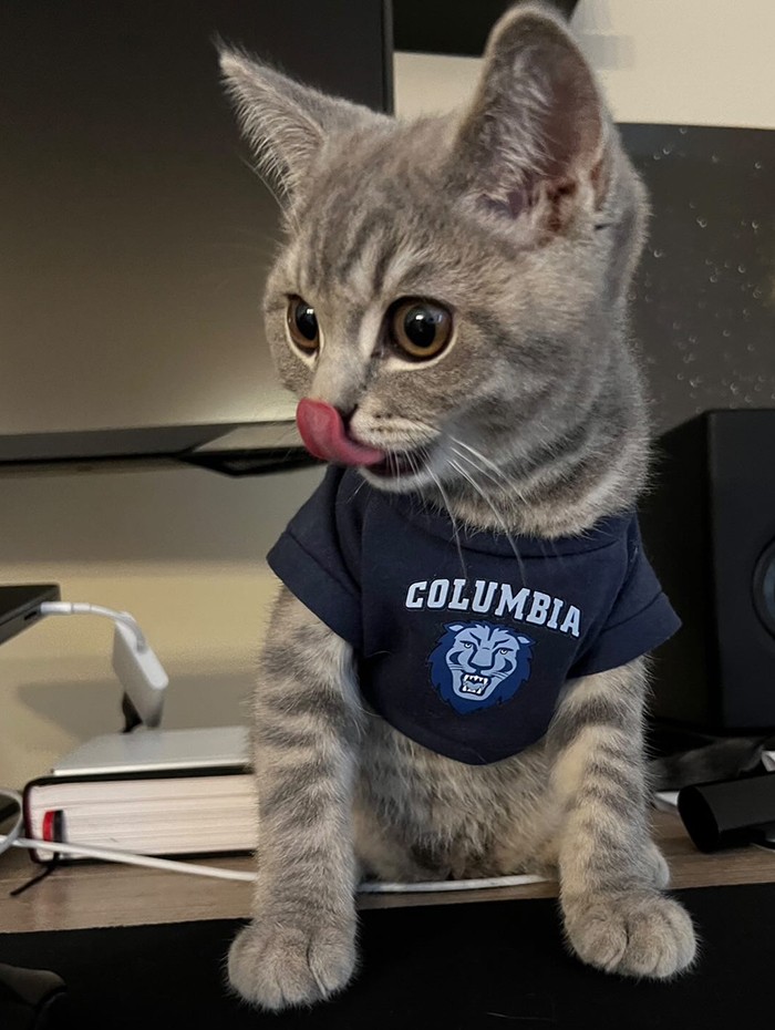 A gray cat in a Columbia shirt licks his nose