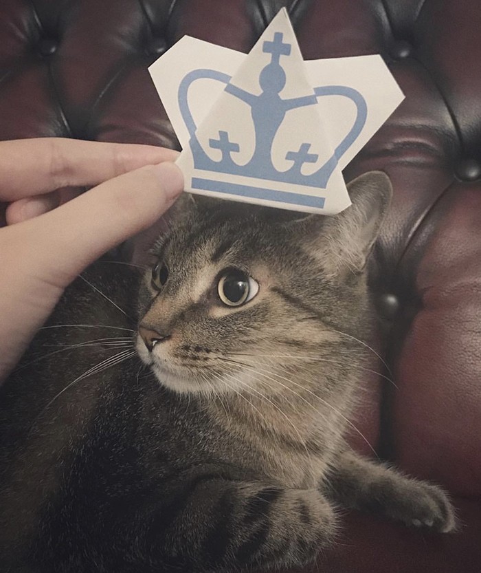 A cat with a foldable, paper Columbia crown on its head.