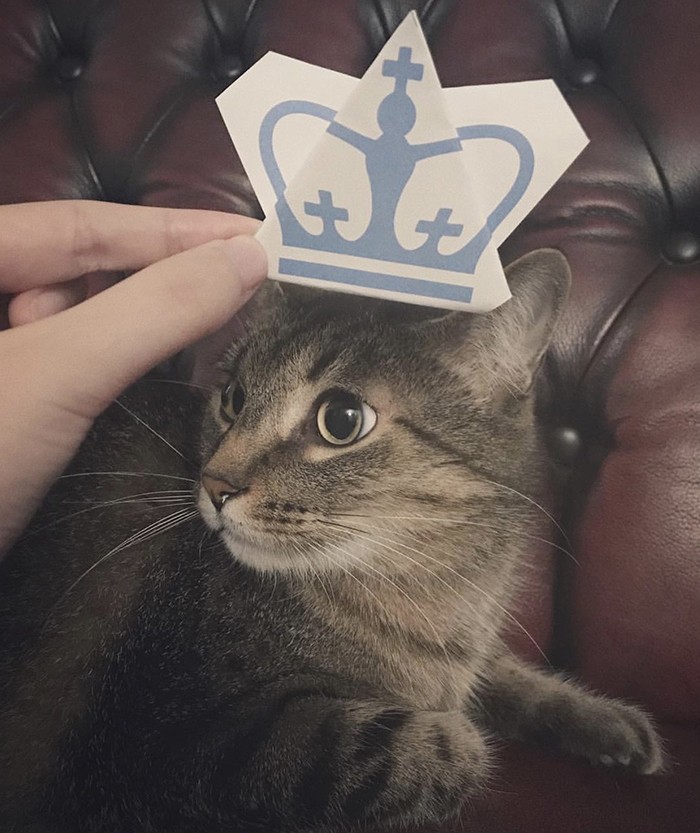 Courtesy Elvis Qingy. A cat with a foldable, paper Columbia crown on its head.