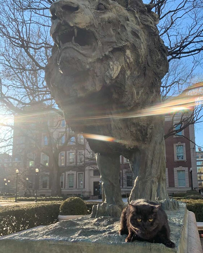 A black cat lounges on the Scholars Lion