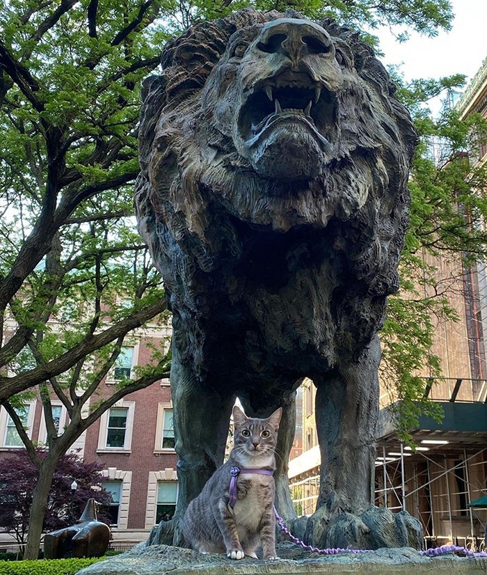 Cat on leash in front of scholars lion