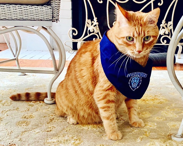 An orange cat in a Columbia lions bandana