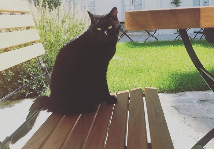 Courtesy Columbia Global Centers | Paris. Black cat on Columbia's paris campus