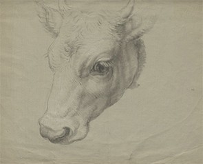Cow, Francesco Londonio, Lola Szladits archive, Columbia University