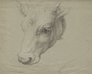 Francesco Londonio (1723–1783), "Head of a Cow," 18th century, black chalk and gray wash heightened with white, on gray, prepared paper. Lola Szladits Archive, Columbia University. Cow, Francesco Londonio, Lola Szladits archive, Columbia University