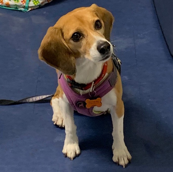 Daisy, a beagle from Barnard's Dog Cognition Lab.