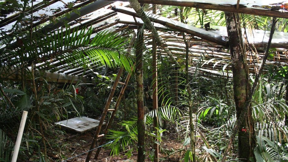 A view of the site of Professor Maria Uriarte's drought experiment in El Yunque National Forest in Puerto Rico.