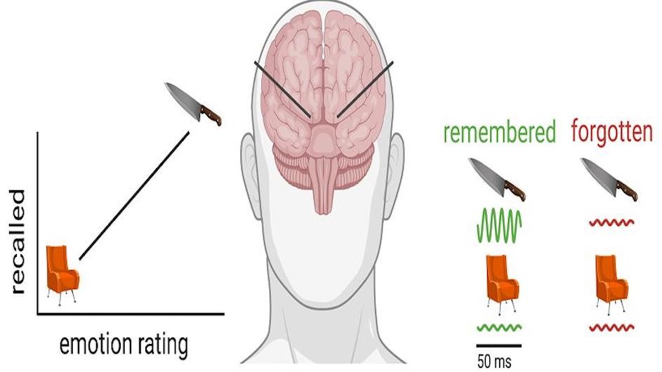 As participants encoded emotional words into memory (e.g., 'KNIFE'), fast brain oscillations increased in the hippocampus and amygdala. However, when they fail to encode emotional words, or encoded a neutral words (e.g., 'CHAIR'), these fast oscillations were smaller.