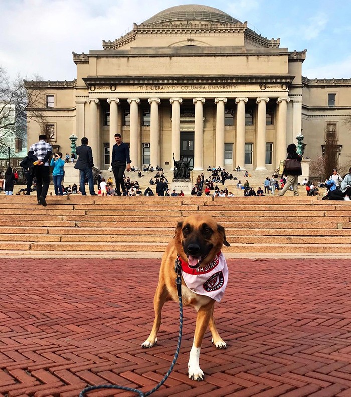 Photo courtesy Kylen (SSW'20). A rhodesian ridgeback mix poses in front of Low Library.