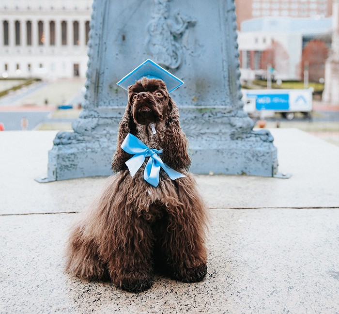 Photo courtesy @life.of.hallie A dog in a graduation cap and bow.