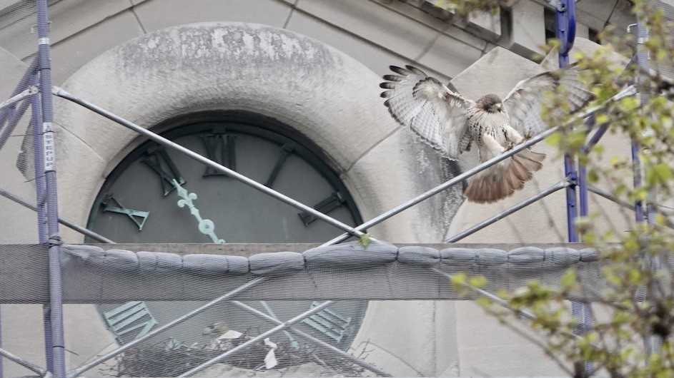 A pair of hawks have made their nest on the clock at Havemeyer Hall.