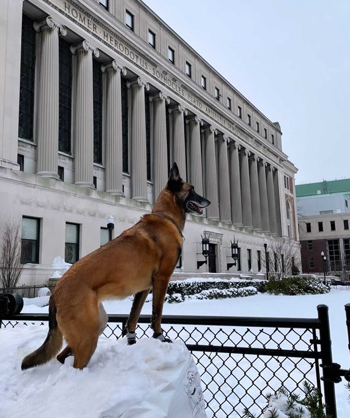 A German shepherd climbs a pile of snow in front of Butler Library