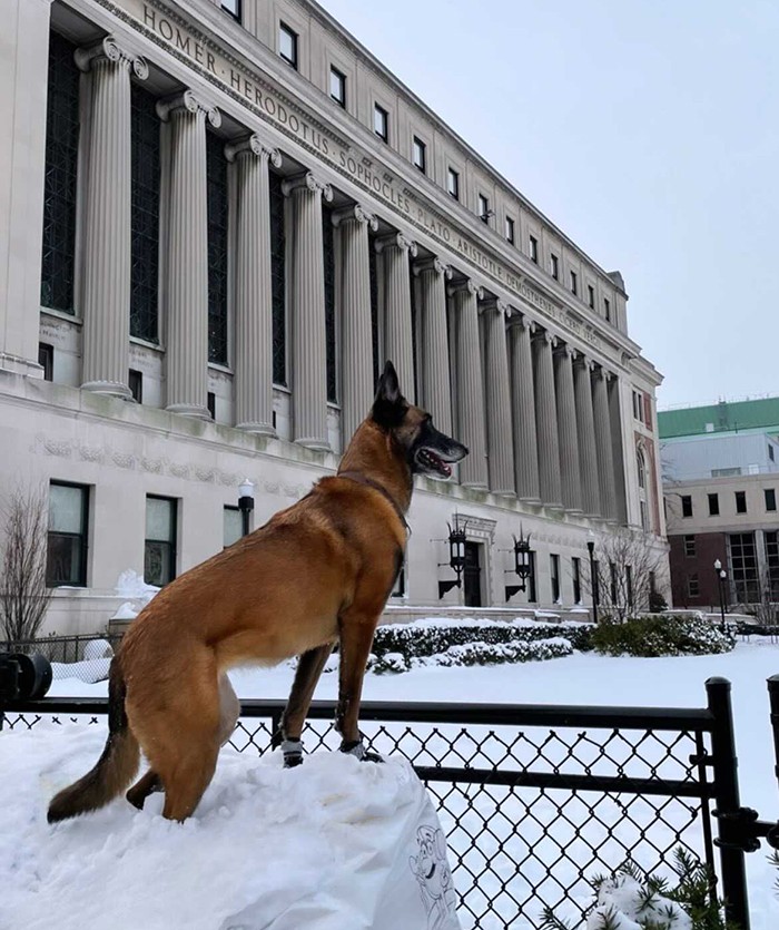 Photo courtesy Ryan Snupp (GS'22) A German shepherd climbs a pile of snow in front of Butler Library