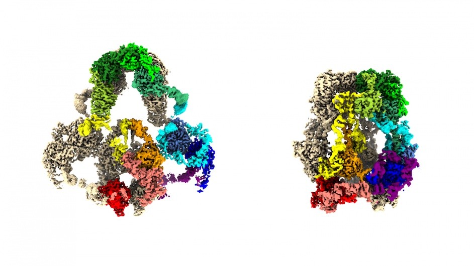 As revealed by a cryo-electron microscope, the enormous protein megalin (LRP2) changes shape (A. Fitzpatrick, A. Beenken, L. Shapiro / Columbia's Zuckerman Institute).