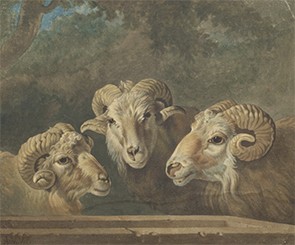 Unidentified artist (formerly attributed to Jan Stolker, 1724-1785), "Madagascar Sheep," 18th century, watercolor on paper. Lola Szladits Archive, Columbia University. Madagascar sheep, Lola Szladits archive, Columbia University