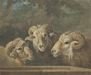 Madagascar sheep, Lola Szladits archive, Columbia University