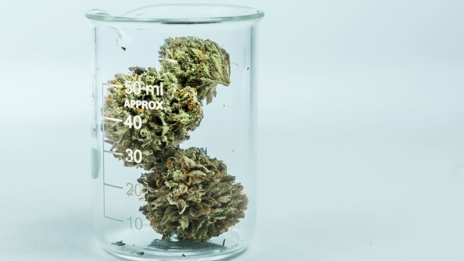 Marijuana in a beaker.
