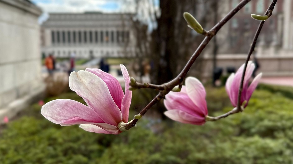 A close-up shot of a Magnolia bloom on the west side of Low Library with Butler Library in the background, out of focus.