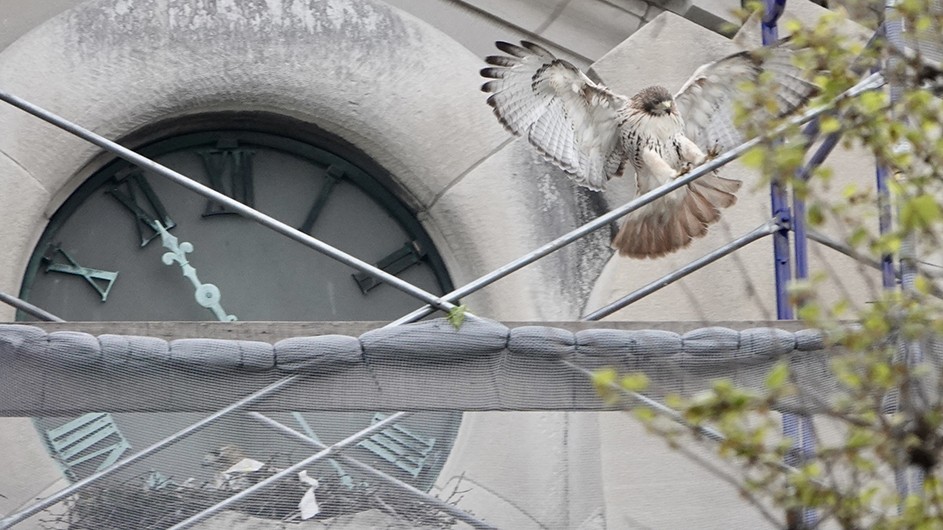 One hawk in flight and another hawk in a nest at the clock of Havemeyer Hall at Columbia University.