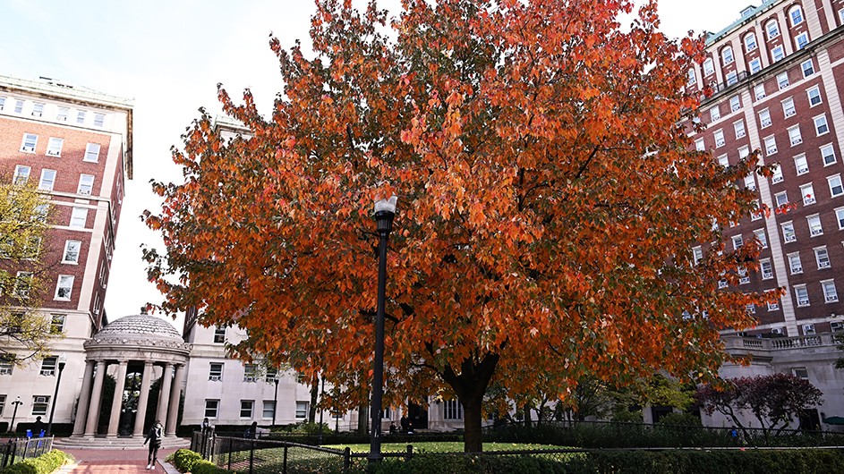 A vibrant orange-leafed autumn tree between Van Amringe Memorial and John Jay Hall at Columbia University. 