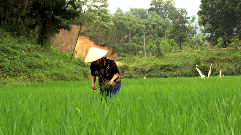 A person farming rice outside Yen Bai, Vietnam.