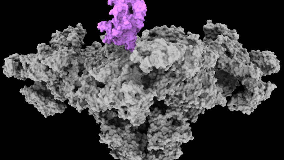 A leak of calcium through the ryanodine receptor (shown here) in the brain led to neurocognitive dysfunction in mice treated with a cancer chemotherapy. Mice are protected from "chemobrain" when the RY3&4 domain (shown in pink) is positioned as shown, which prevents the leak. (Image courtesy of Yang Liu and Andrew Marks / Columbia University.)