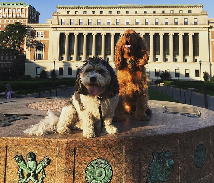 Photos of dogs wearing baseball gear on National Dog Day 