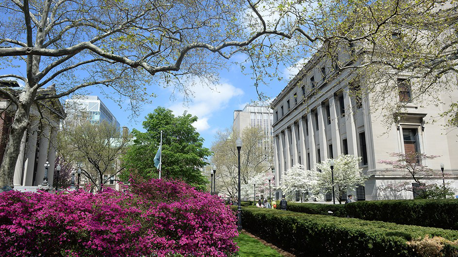 Flowering bushes on Columbia's campus