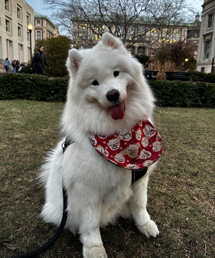 Photo courtesy Haoyu Yin (SPS'23). Study, a samoyed puppy on Columbia's campus.