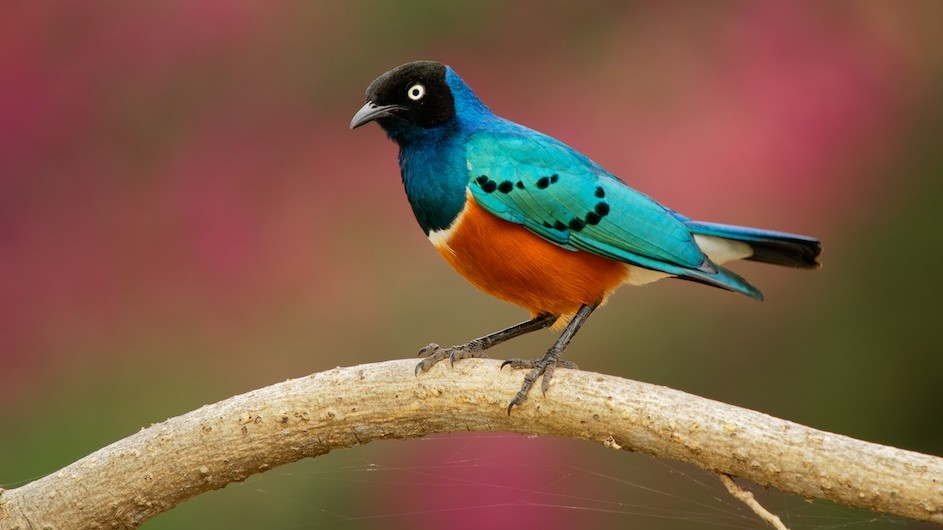 A superb starling on a branch.