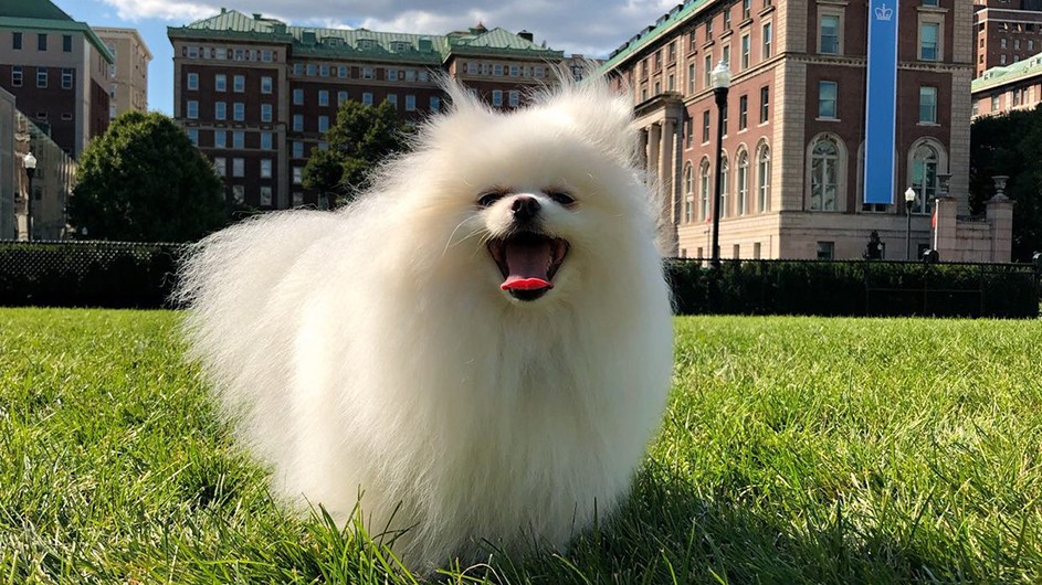 A fluffy white pomeranian on South Lawn.