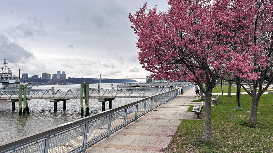 A pink tree at West Harlem Piers park.