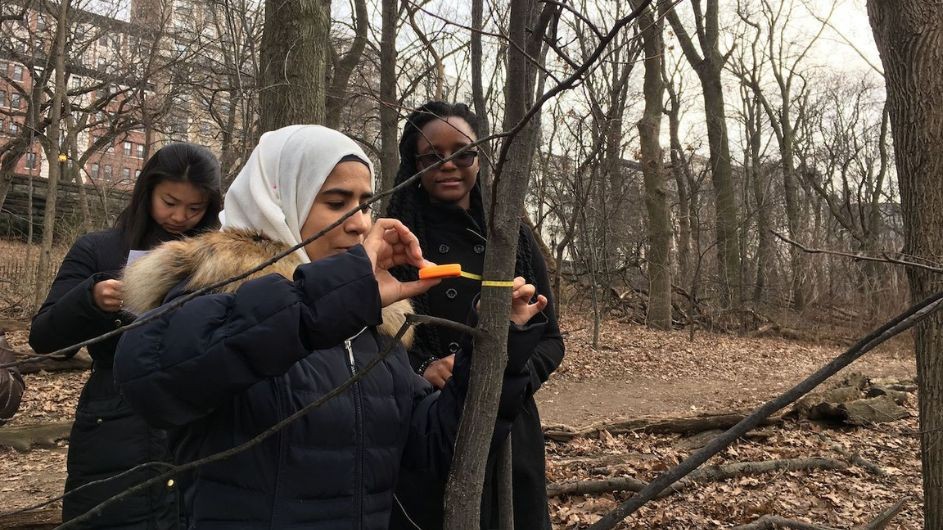 Barnard students measure a tree