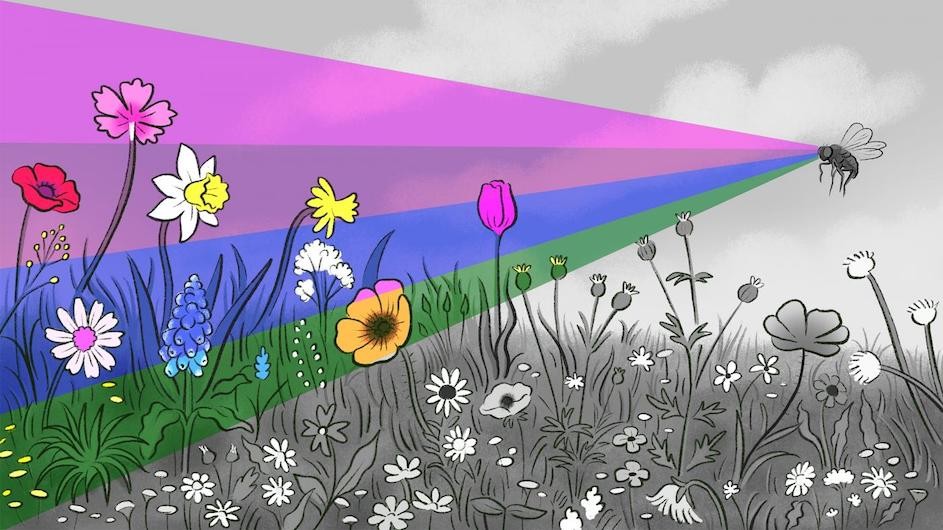 Neuroscientists have discovered brain-cell circuitry in fruit flies that converts raw sensory signals into color perceptions that can guide behavior. Illustration of a fruit fly seeing colorful flowers.