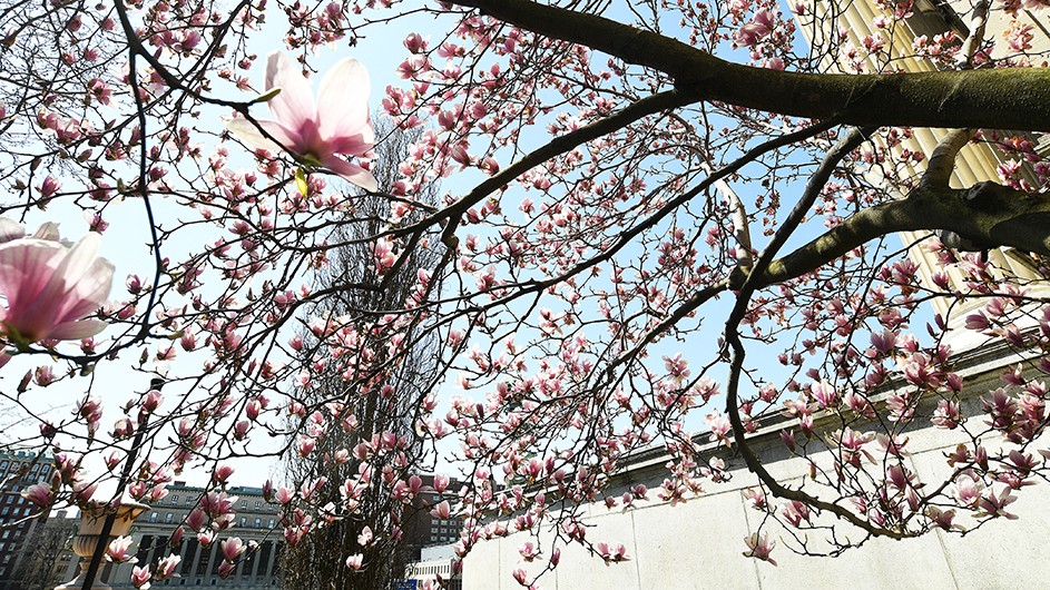 Pink magnolia flower blossoms with Butler Library in the background on a sunny spring day at Columbia University.