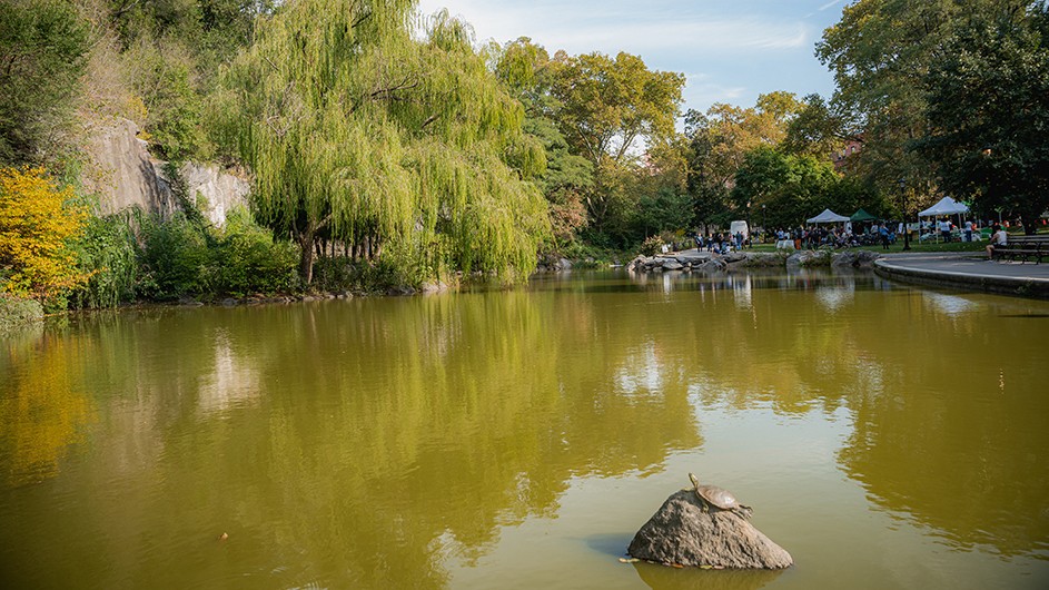 A green pond with a turtle on a rock in the foreground and trees and event tents in the background at Morningside Pond in New York City.